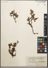 Foto von Salix retusa L.